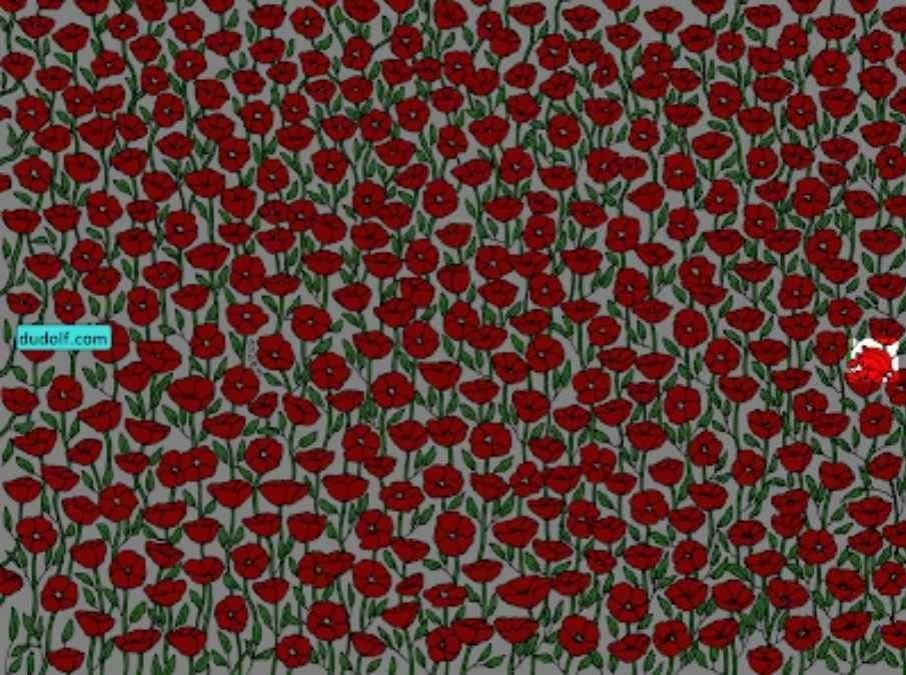 Bare de superoppmerksomme vil finne krabben på bildet: test IQ-en din på 25 sekunder