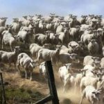 Et puslespill for deg med godt syn: Du må finne