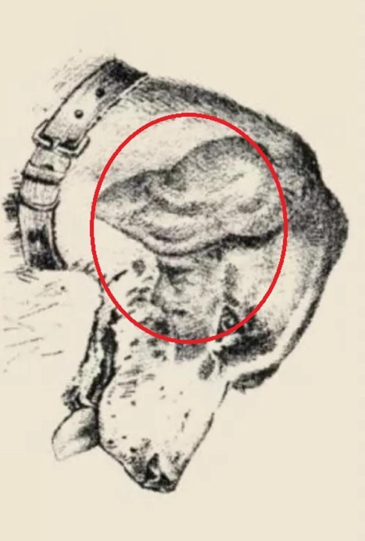 Menneskeansiktet var på hundens øre / tegnet av safalta.com