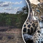 Å finne en leopard i jungelen på 8 sekunder: den