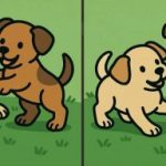 IQ-test: Finn tre forskjeller på bildene av to valper på