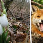 Optisk illusjon vil vise deg hva IQ-en din er: Du