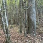 Rebus for deg med godt syn: Du må finne et reinsdyr på 5 sekunder. Rebus for deg med godt syn: Du må finne et